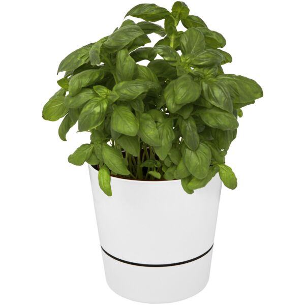 Herbs single kitchen pot Thumbnail